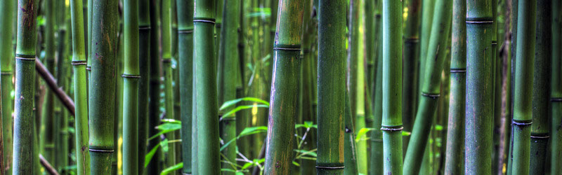 стеклянный кухонный фартук "Зеленый бамбук"